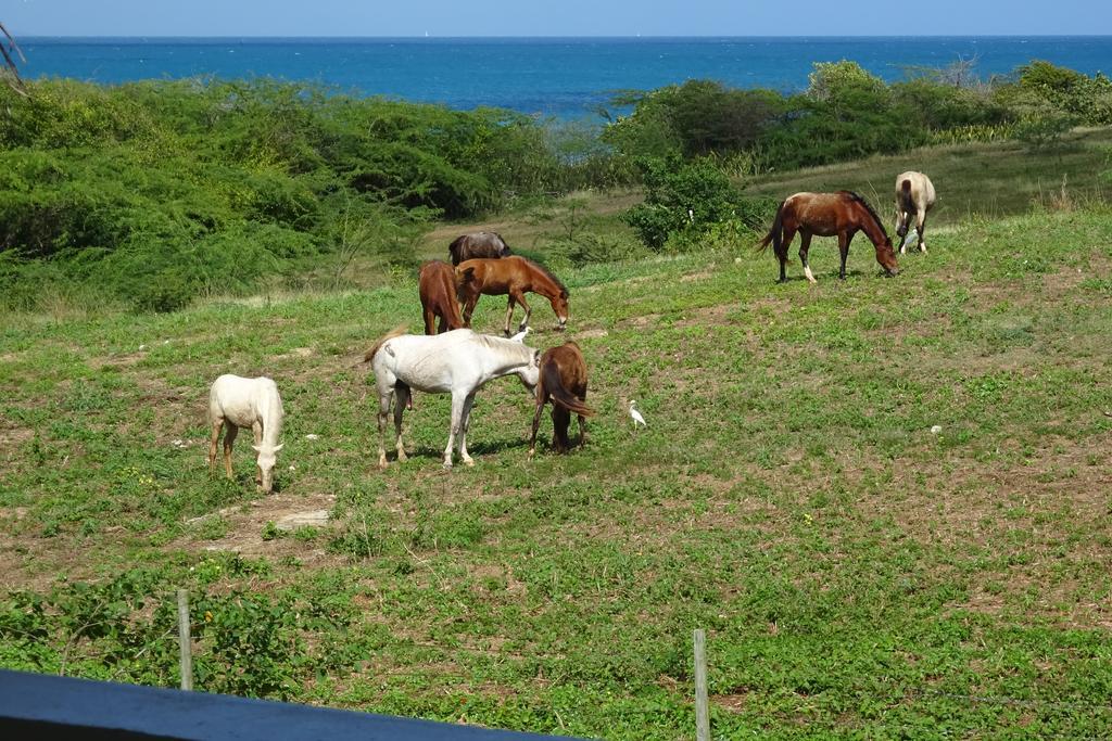 Tranquility By The Sea Villa Vieques Camera foto