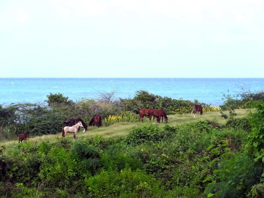 Tranquility By The Sea Villa Vieques Camera foto