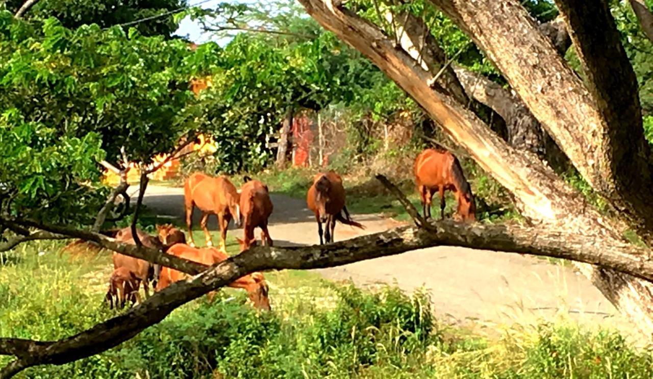 Tranquility By The Sea Villa Vieques Esterno foto